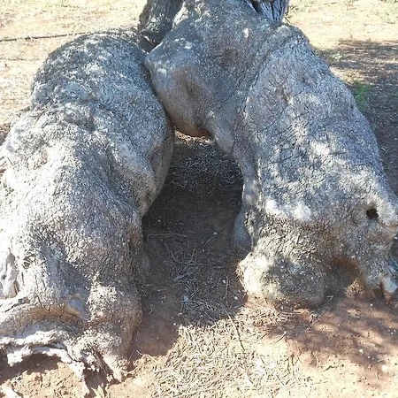 L'ulivo