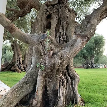 L'ulivo *